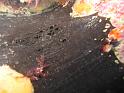 eponge aile de chauve souris
